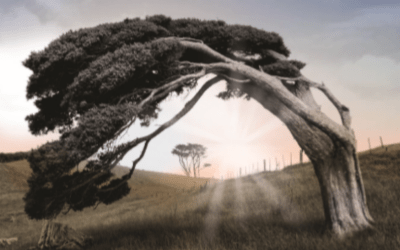 What is a metaphor for?