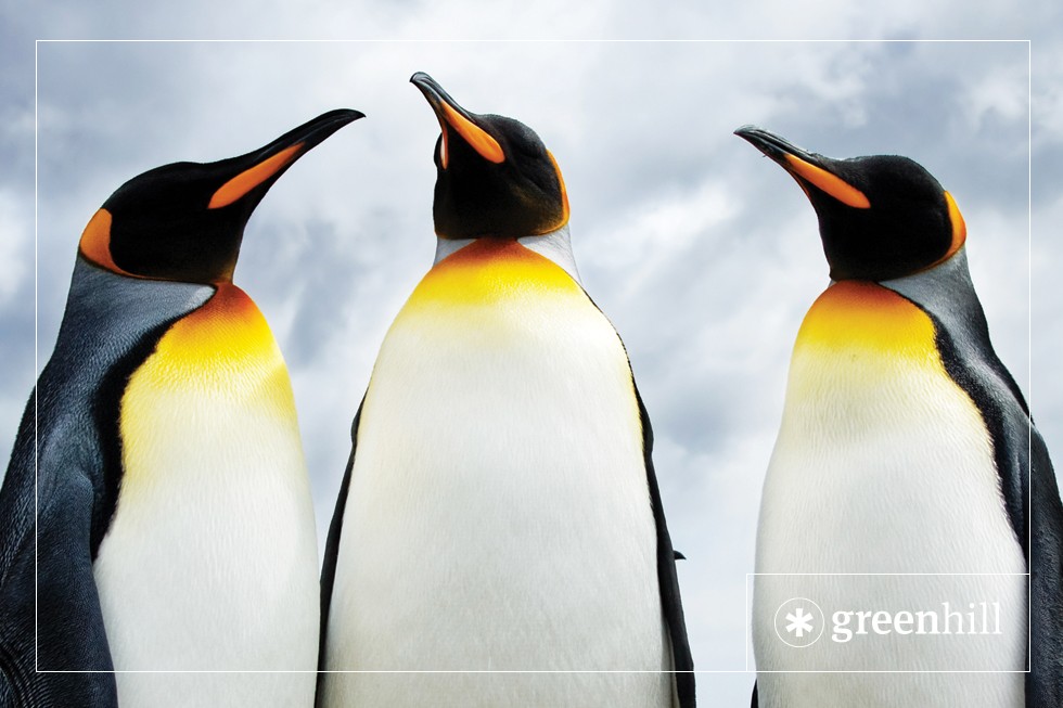 penguins-crowdfunding for self-published authors australia